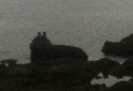 The Eagles (not the band)