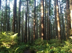 Forest above 3rd Beach